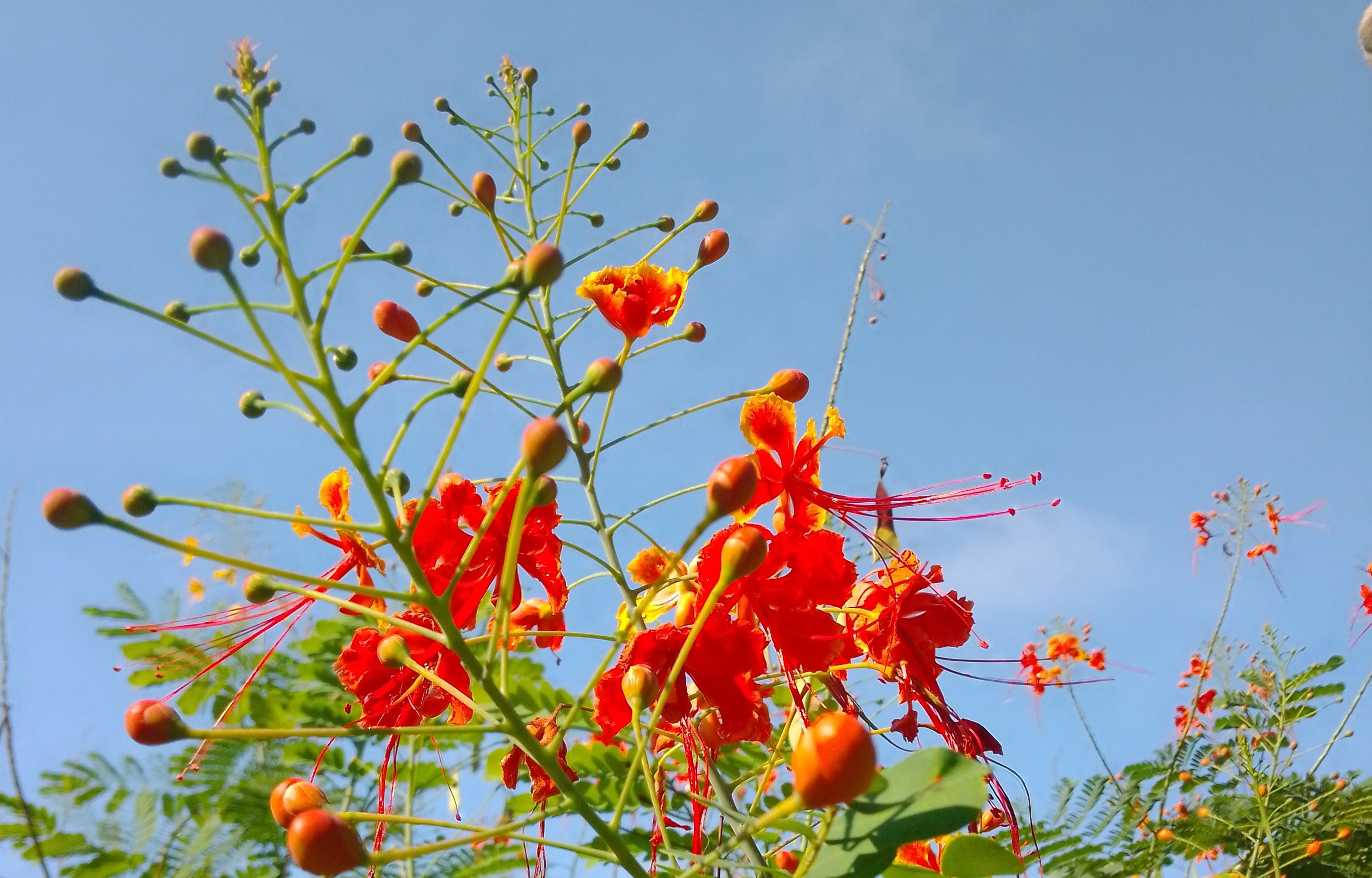 রাধাচূড়ায় আগুনরাঙা সকাল