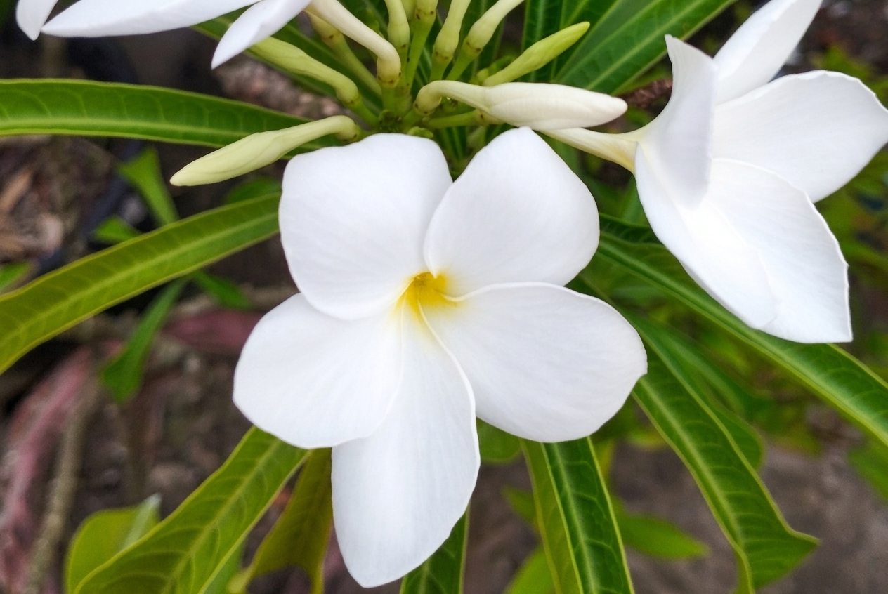 ফুলের কানে ভ্রমর এসে চুপি চুপি বলে যায়...
