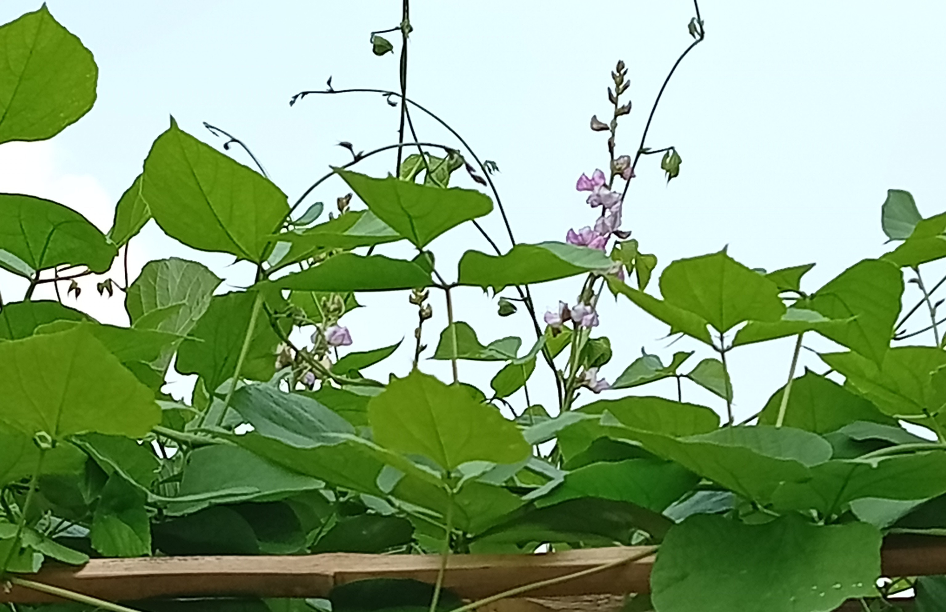 শিমফুলে হেমন্তের সকাল, মিরপুর, কু‌ষ্টিয়া