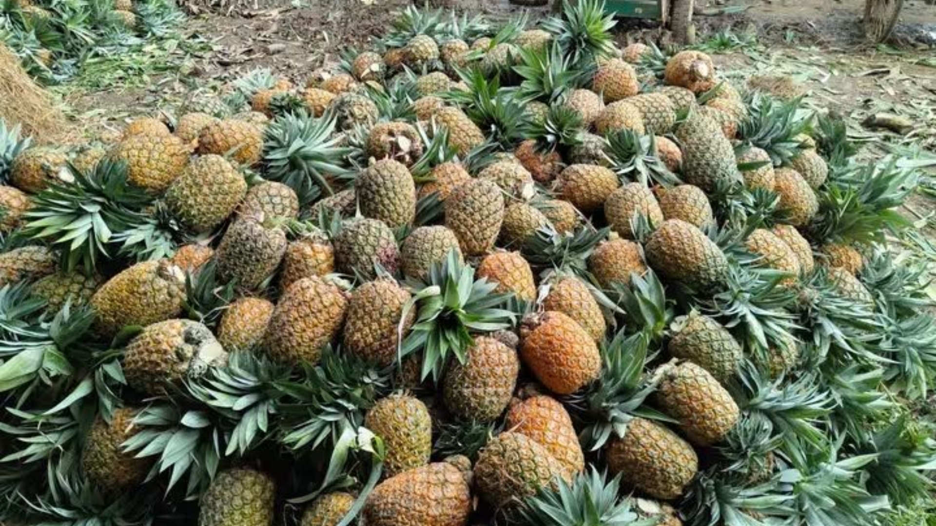 টাঙ্গাইল মধুপুরের মিষ্টি আনারস