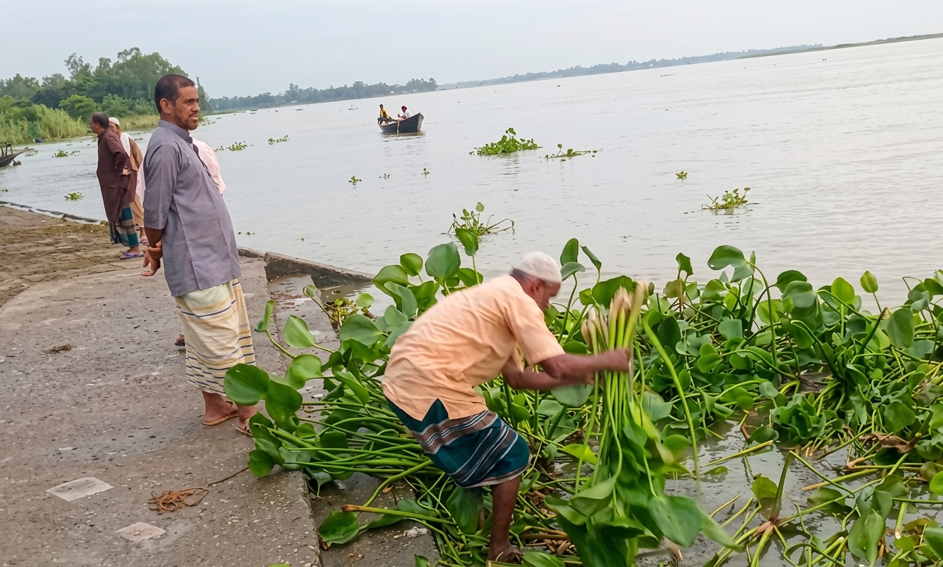 বর্ষা মৌসুমে গো-খাদ্যের সংকটে কচুরিপানা সংগ্রহ, পেচাকোলা ঘাট, বেড়া, পাবনা