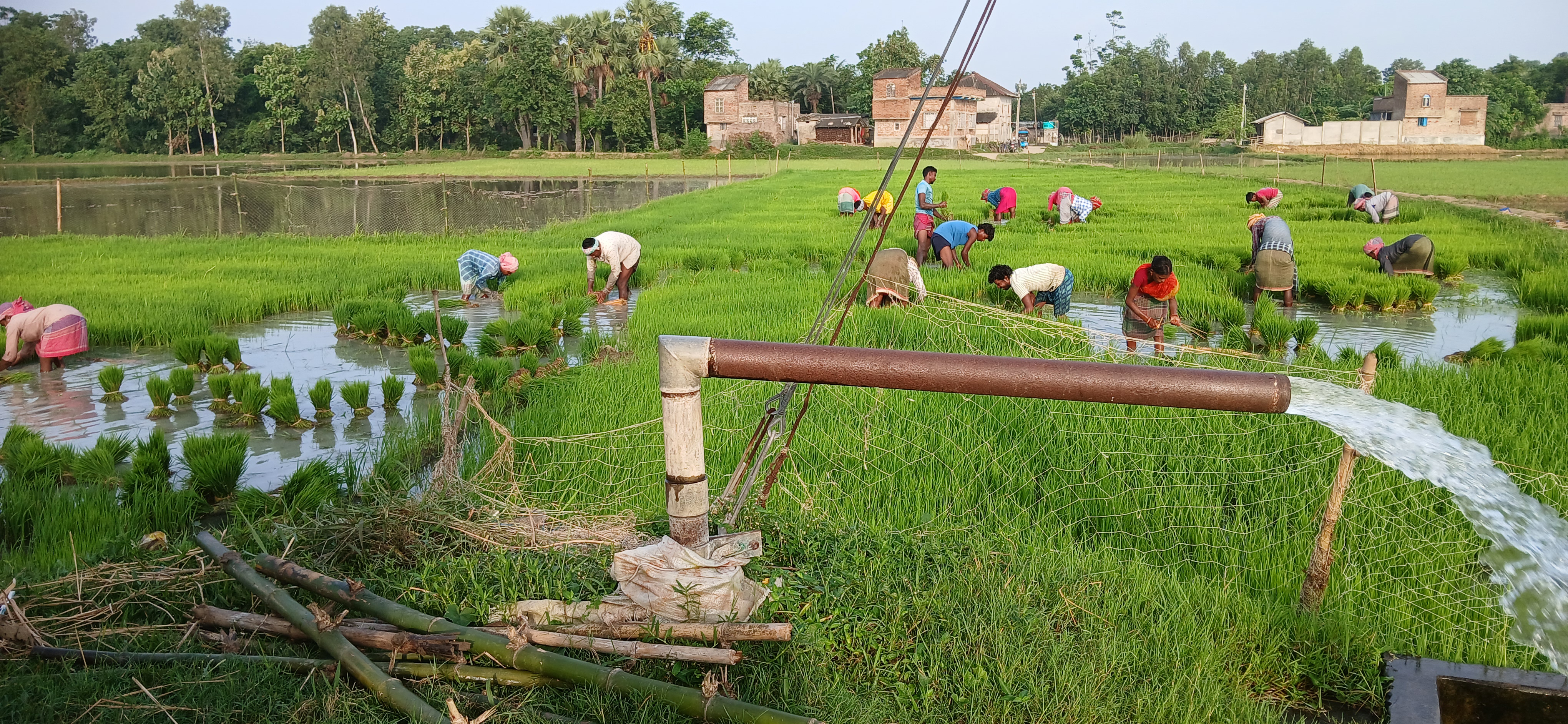 কৃষিকাজে ব্যস্ততা, পূর্ব বর্ধমান, ভারত