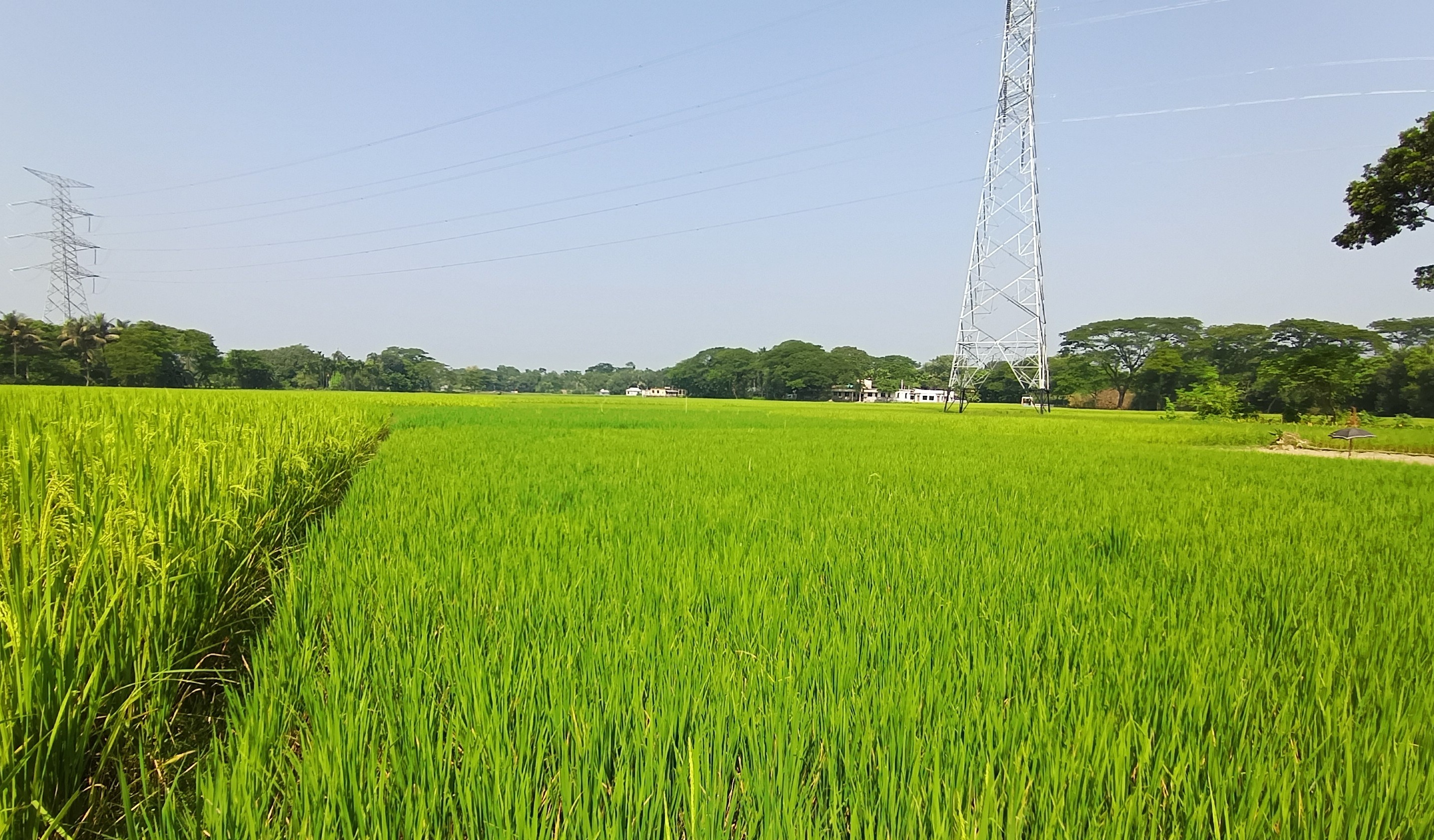 রোদের আলোয় সোনালি আভা, ভাবখালী গ্রাম, ময়মনসিংহ সদর