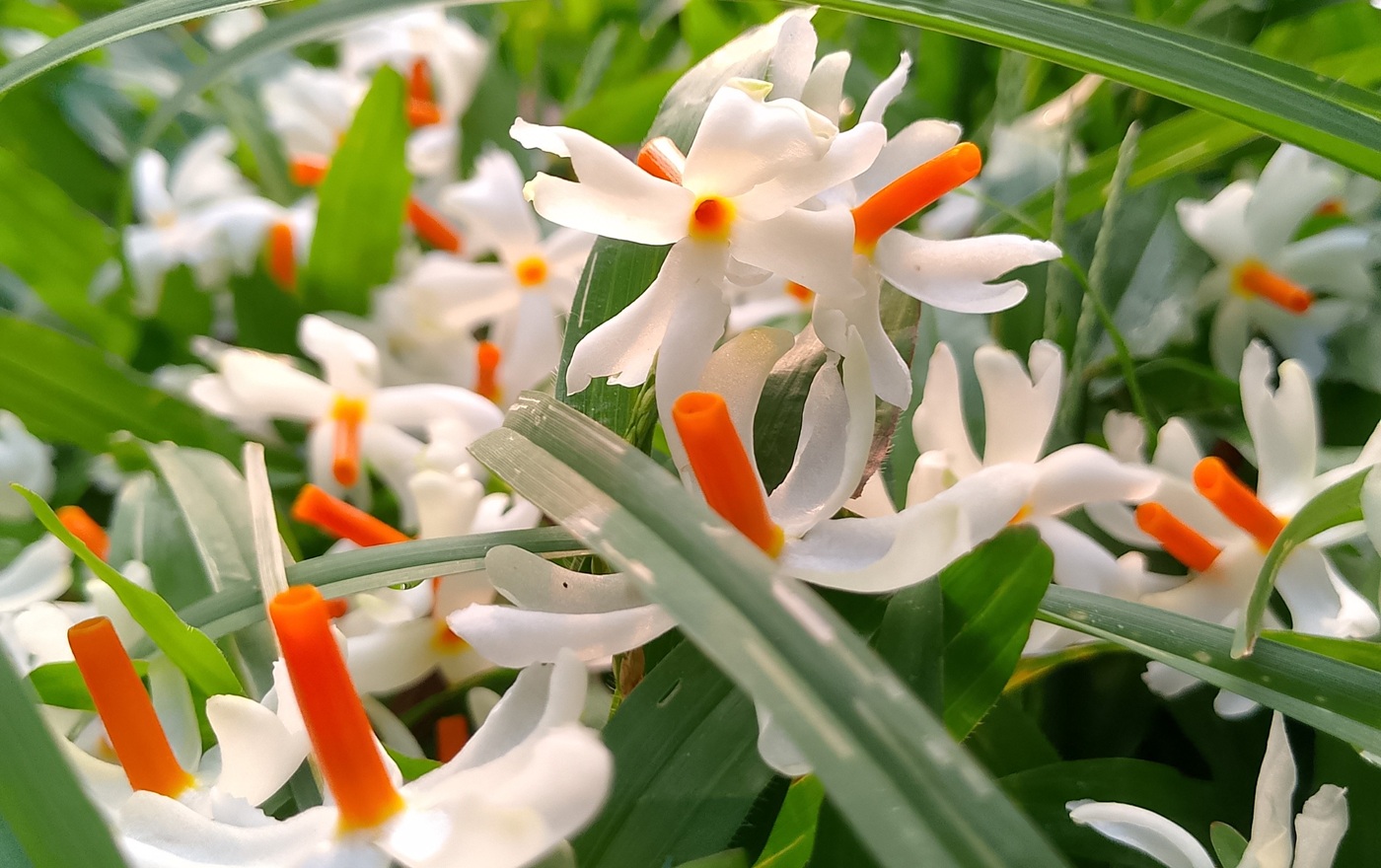 শিশির ভেজা ঘাসে ঝরে পড়া শিউলি